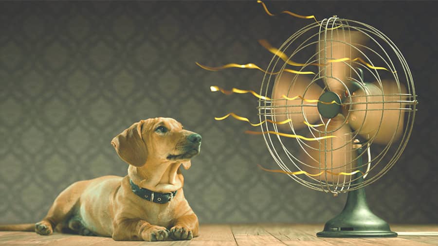 Dog sitting in front of desk fan